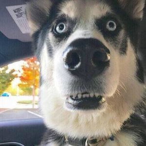 Meet your Posher, Shaobo